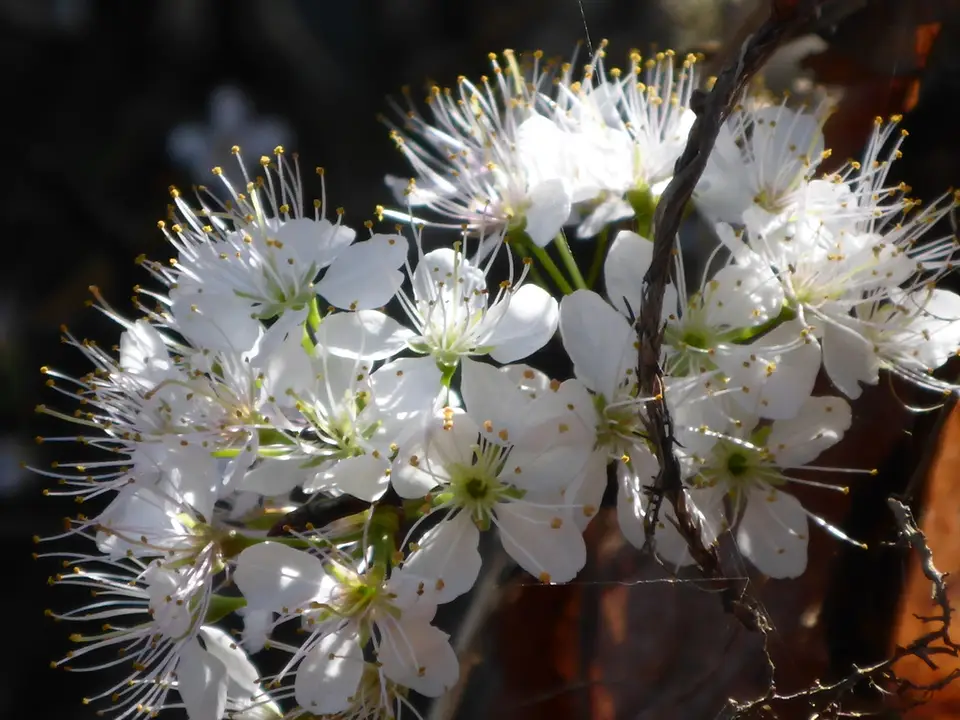 Sloe Plum (Prunus umbellata)