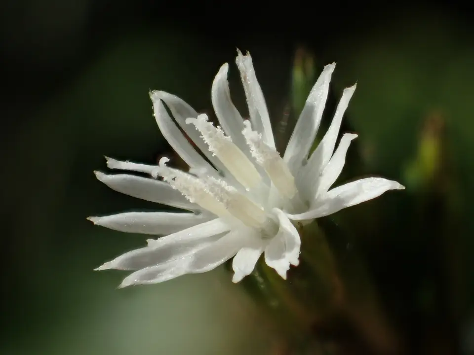 Dog's-Tongue (Pseudelephantopus spicatus)