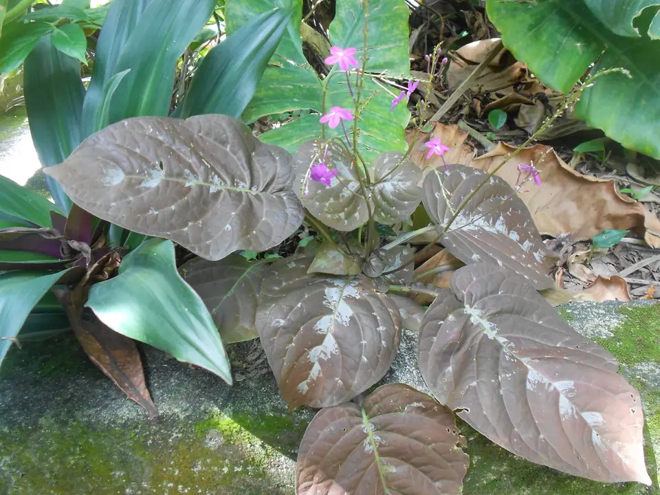 Pseuderanthemum alatum (Pseuderanthemum alatum)