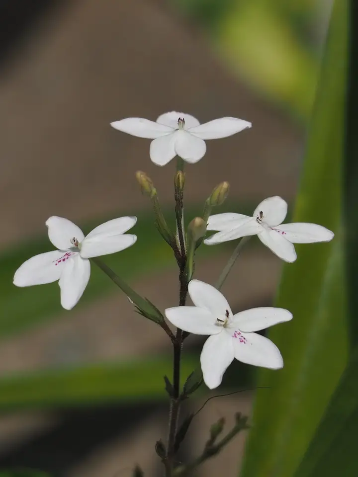 Pastel Flower (Pseuderanthemum variabile)