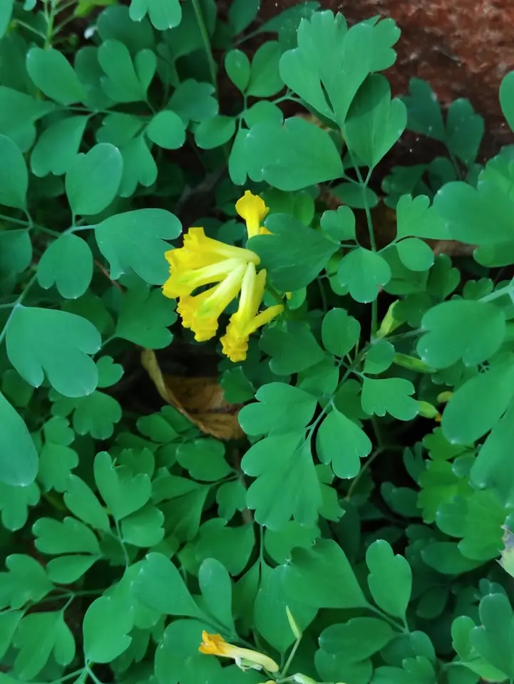 Yellow Corydalis (Pseudo-fumaria lutea)