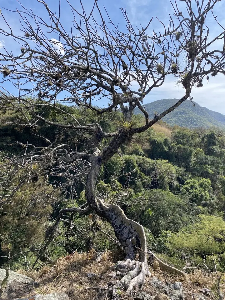 Shaving Brush Tree (Pseudobombax ellipticum)