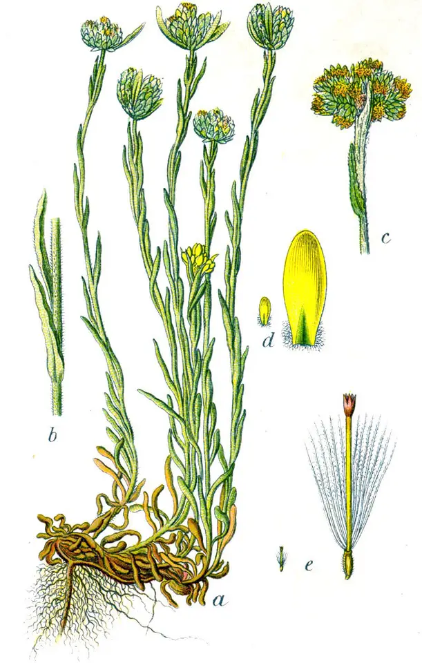 Jersey Cudweed (Pseudognaphalium luteoalbum)