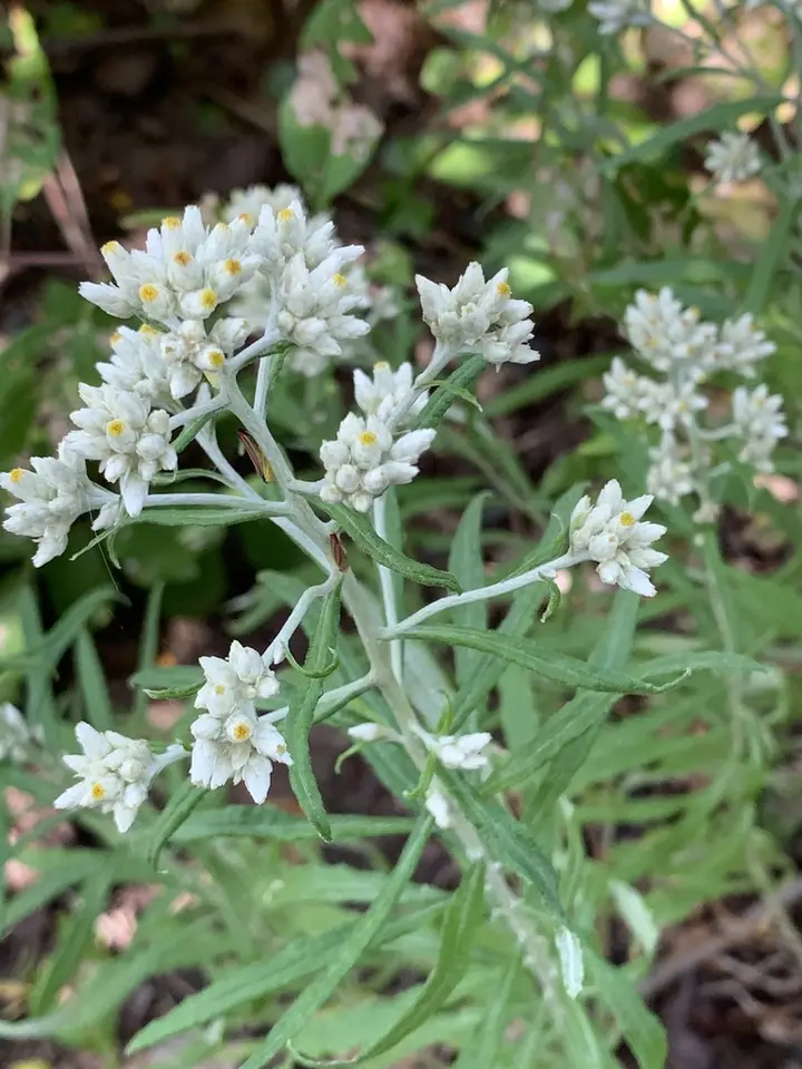 Sweet Everlasting (Pseudognaphalium obtusifolium)