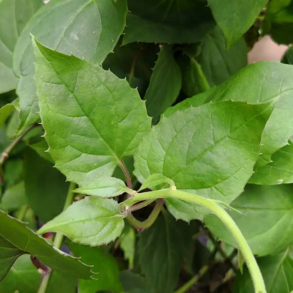 Mexican Flame Vine (Pseudogynoxys chenopodioides)