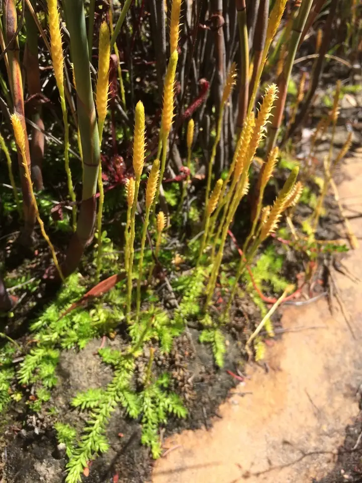 Slender Clubmoss (Pseudolycopodiella caroliniana)