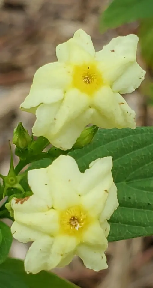Yellow Mussaenda (Pseudomussaenda flava)