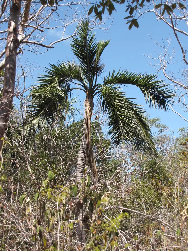 Buccaneer Palm (Pseudophoenix sargentii)