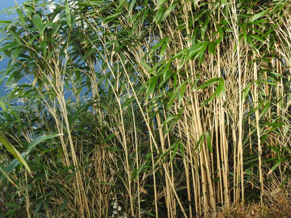Arrow Bamboo (Pseudosasa japonica)