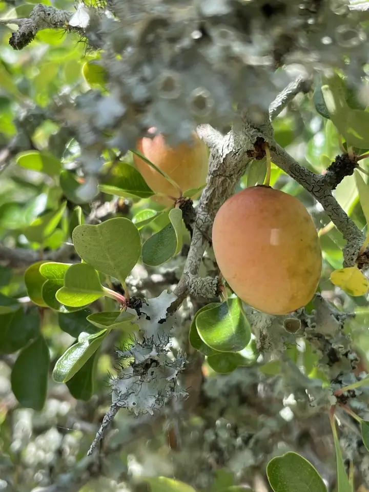 Florida Jujube (Pseudoziziphus celata)
