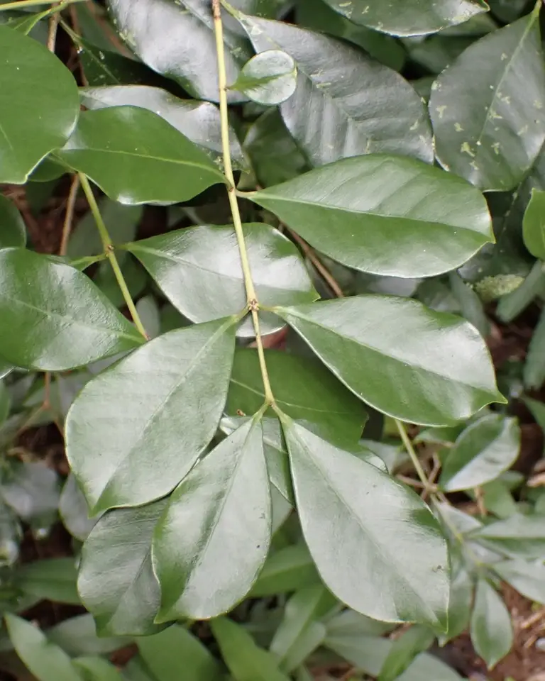 Strawberry-Guava (Psidium cattleyanum)