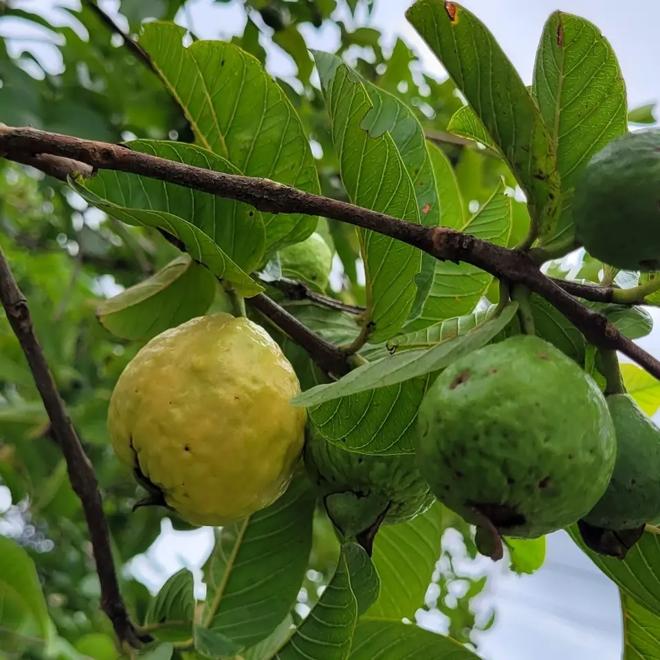 Common Guava (Psidium guajava)