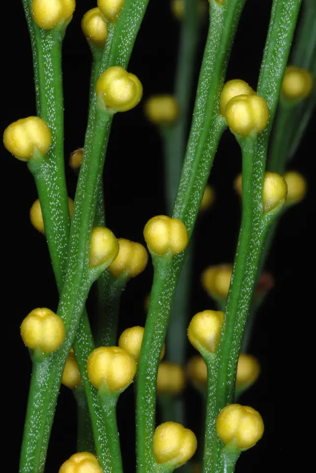 Skeleton Fork Fern (Psilotum nudum)