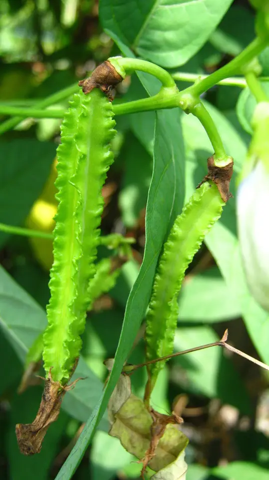Winged Bean (Psophocarpus tetragonolobus)