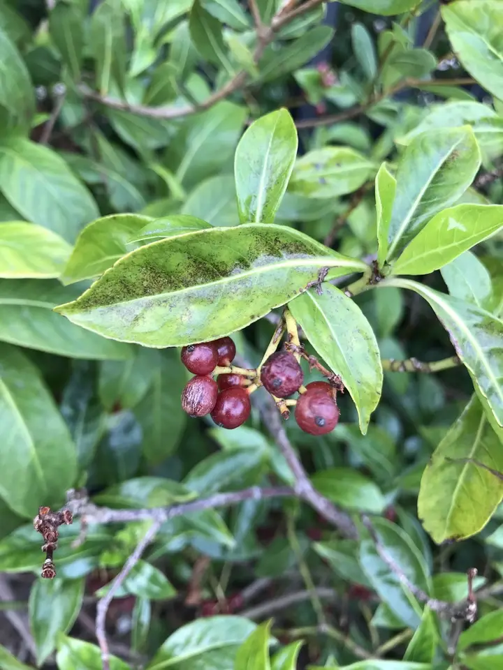 Bahama Wild Coffee (Psychotria ligustrifolia)
