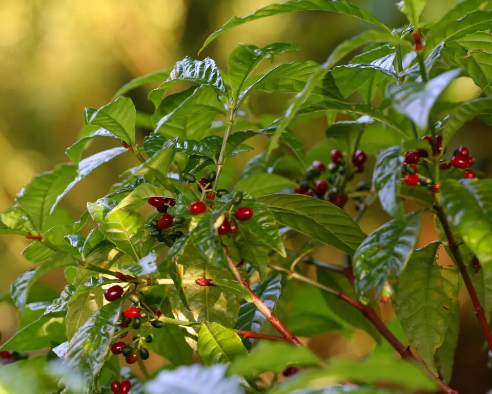 Shiny-Leaved Wild Coffee (Psychotria nervosa)