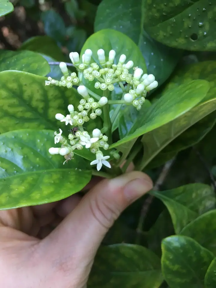 Dotted Wild Coffee (Psychotria punctata)