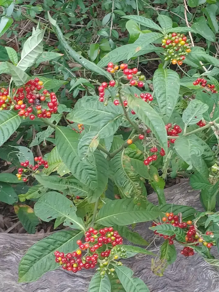 Velvet-Leafed Wild Coffee (Psychotria tenuifolia)