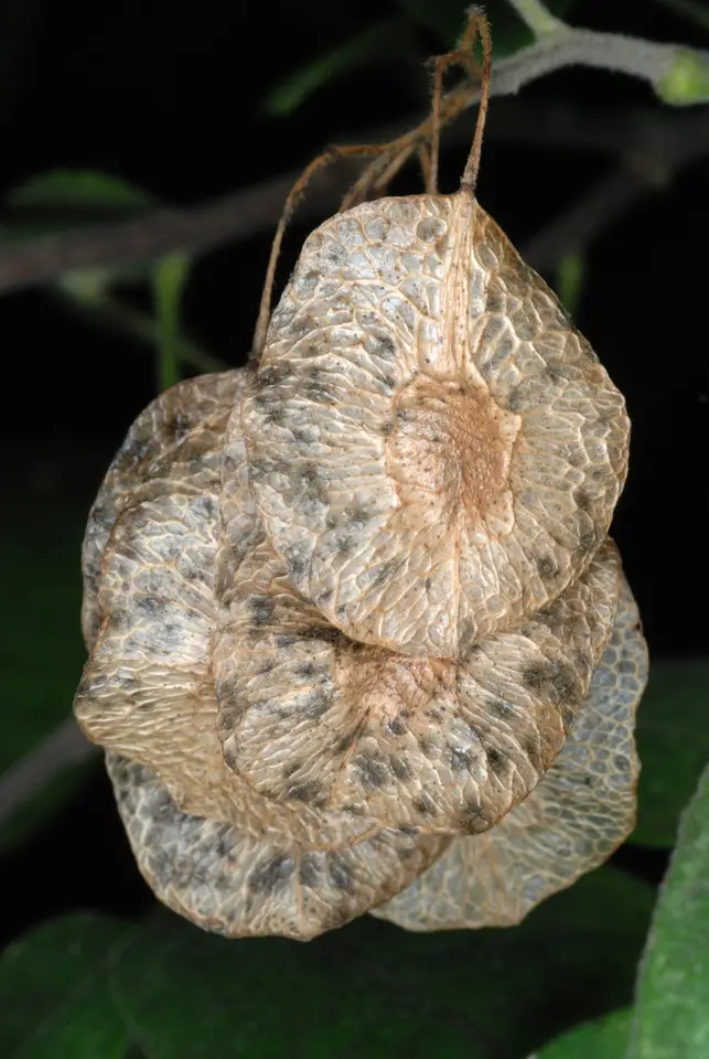 Common Hoptree (Ptelea trifoliata)