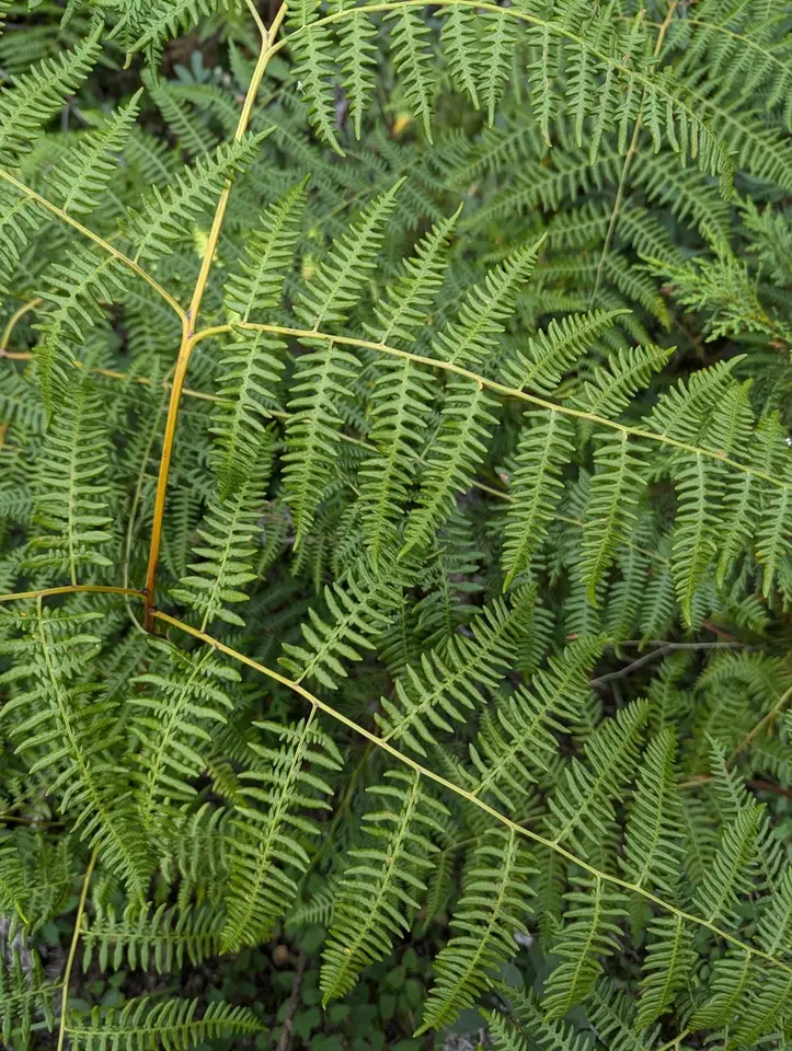 Common Bracken (Pteridium aquilinum)
