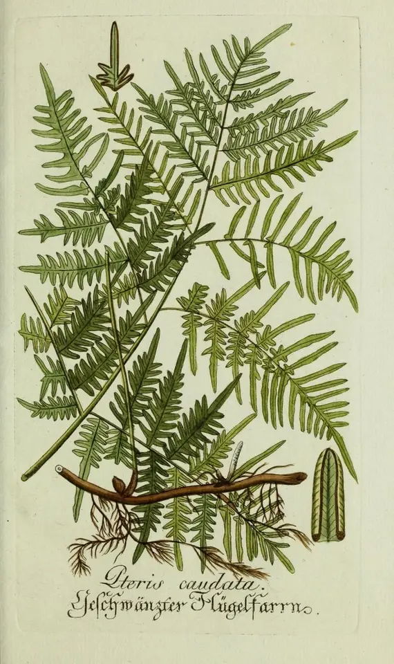 Southern Brackenfern (Pteridium caudatum)