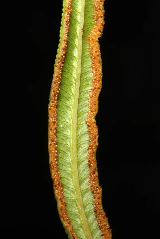 Bahama Brake (Pteris bahamensis)