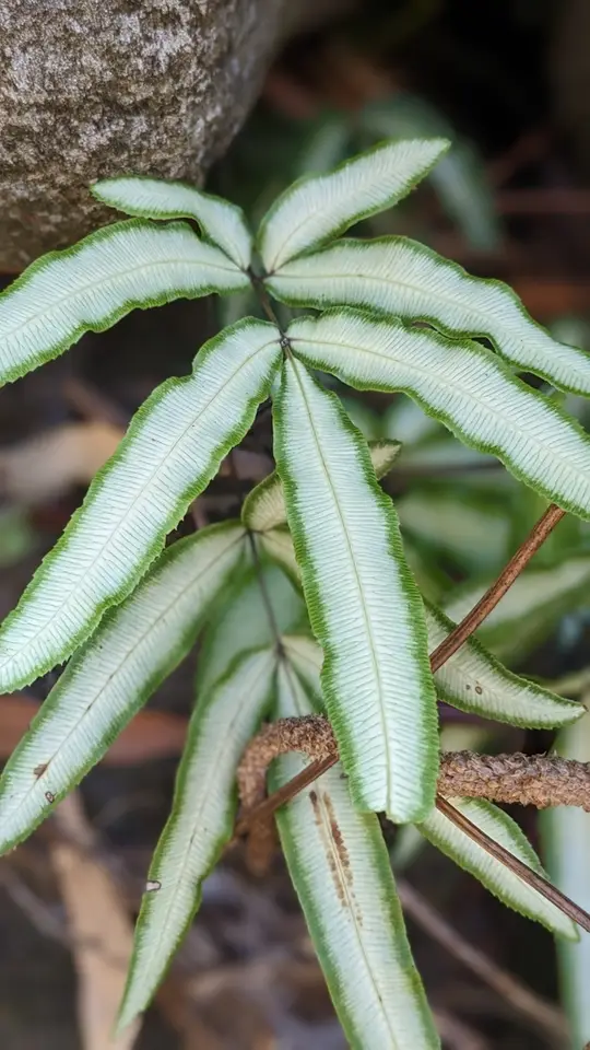Cretan Brake (Pteris cretica)