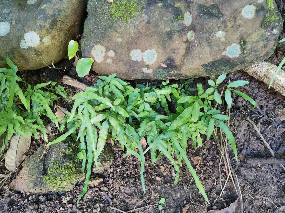 Slender Bracken (Pteris ensiformis)