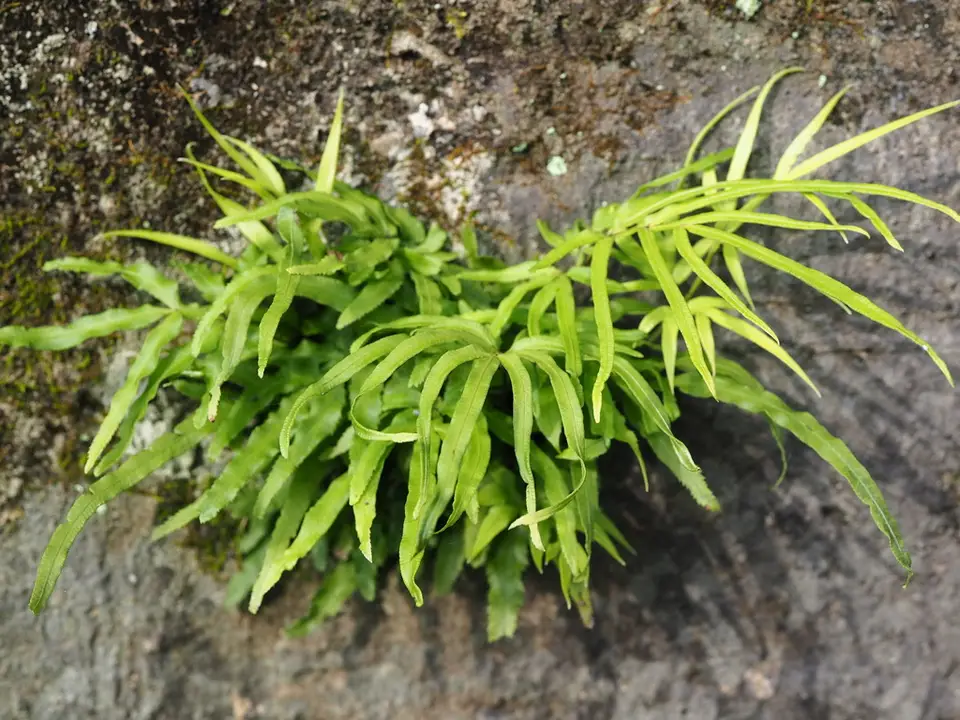 Spider Brake (Pteris multifida)