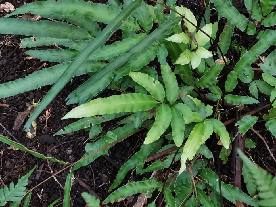Silver Ribbon Fern (Pteris parkeri)