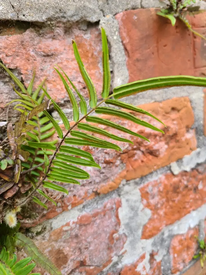 Ladder Brake (Pteris vittata)