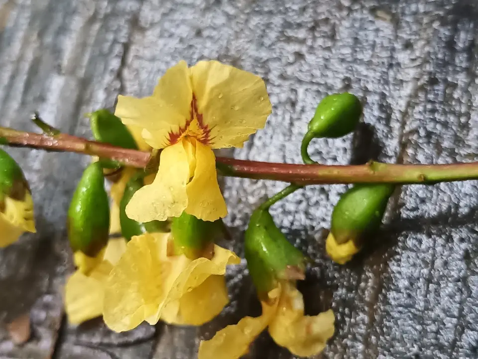 Dragonsblood Tree (Pterocarpus officinalis)