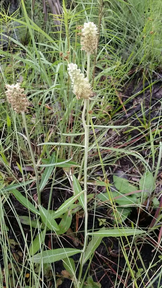 Blackroot (Pterocaulon pycnostachyum)
