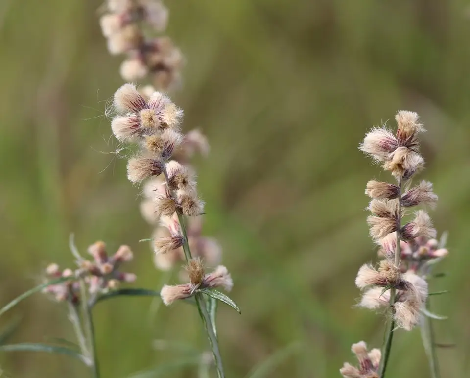 Wand Blackroot (Pterocaulon virgatum)