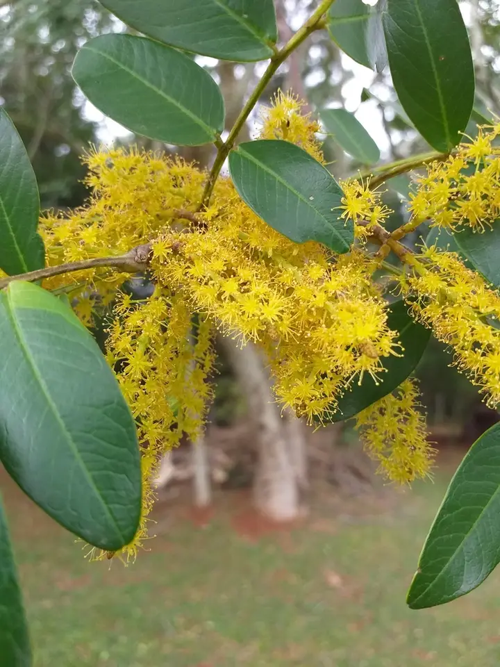 Pterogyne nitens (Pterogyne nitens)