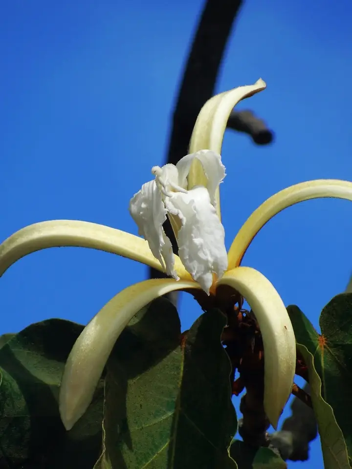 Bayur Tree (Pterospermum acerifolium)
