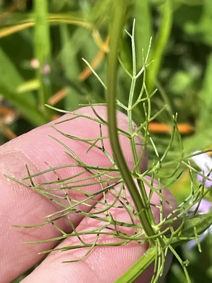 Herbwilliam (Ptilimnium capillaceum)