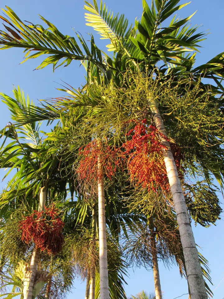 Elegant Palm (Ptychosperma elegans)
