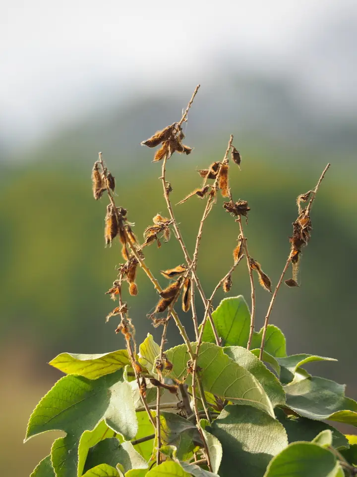 Kudzu (Pueraria montana)