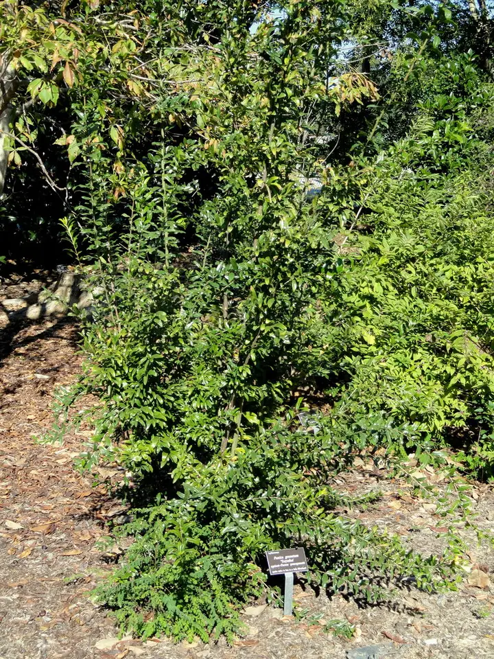 Pomegranate (Punica granatum)