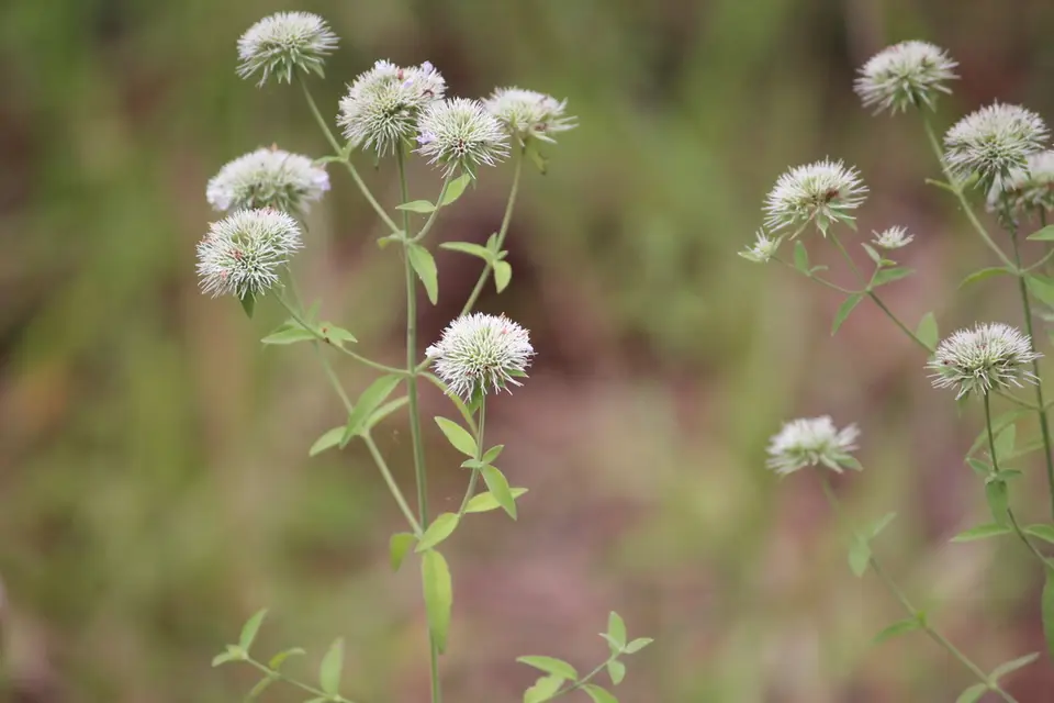 Savanna Mountainmint (Pycnanthemum flexuosum)