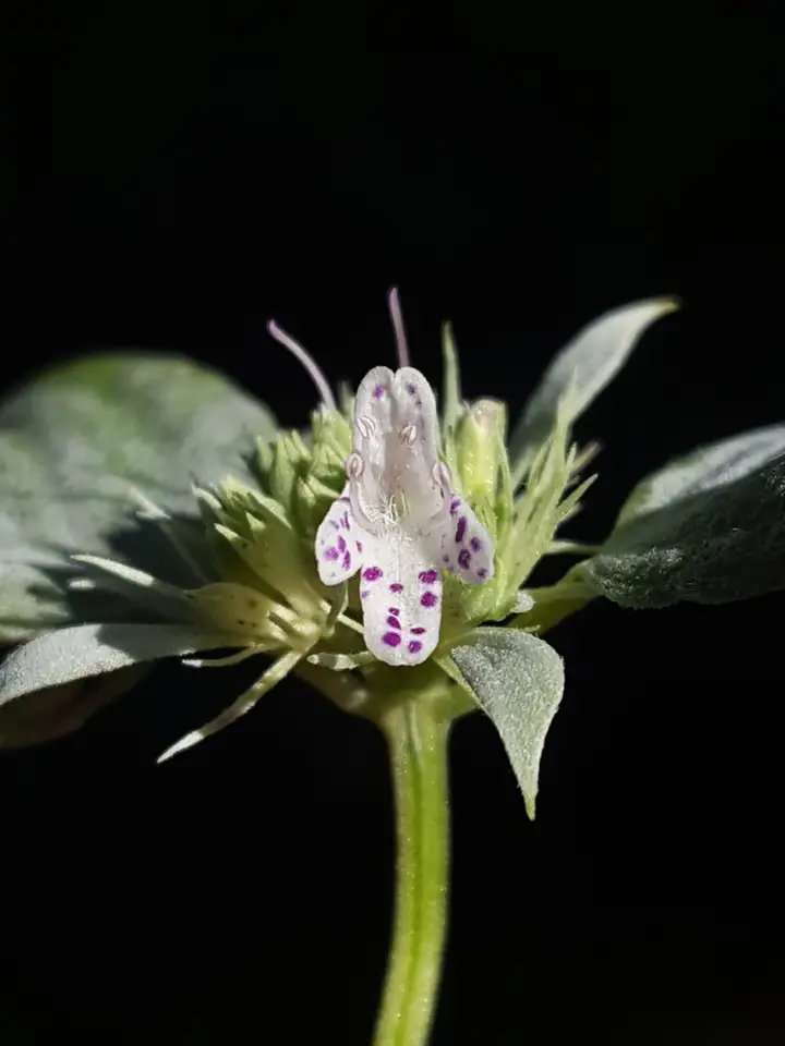 Florida Mountainmint (Pycnanthemum floridanum)