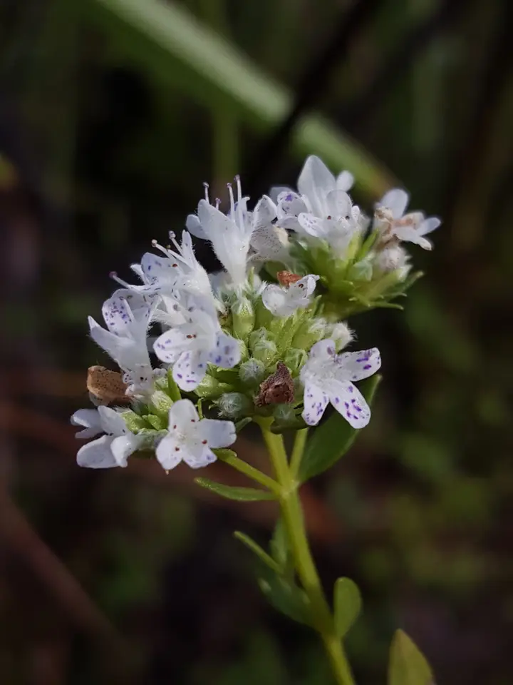 Coastal Plain Mountainmint (Pycnanthemum nudum)