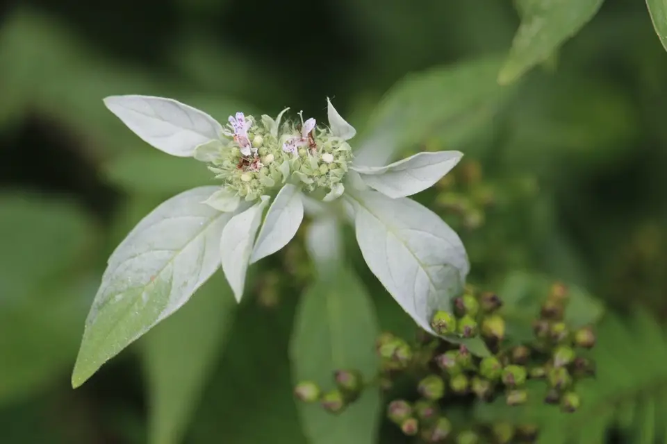 Southern Mountainmint (Pycnanthemum pycnanthemoides)