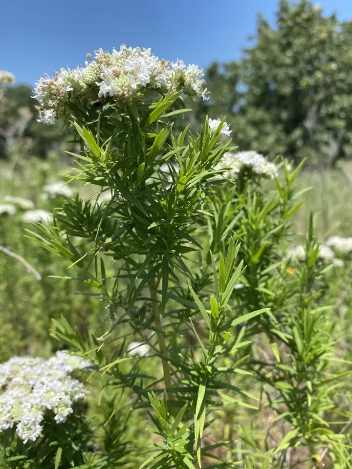Narrowleaf Mountainmint (Pycnanthemum tenuifolium)