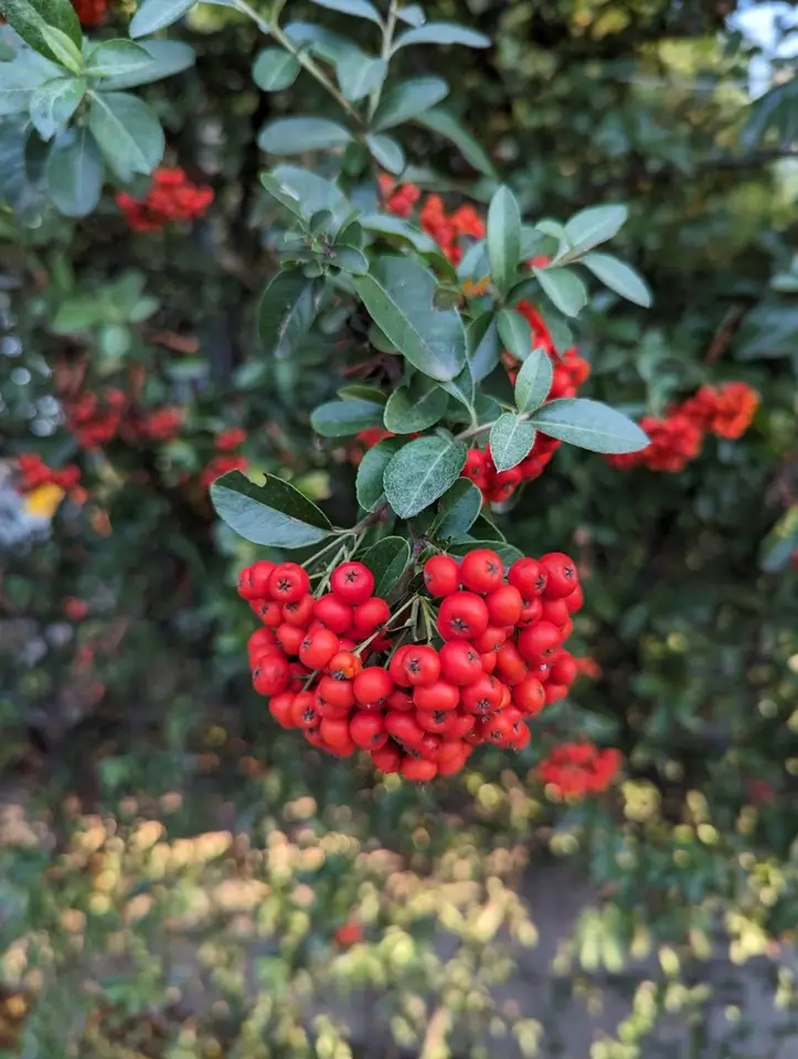 Firethorn (Pyracantha coccinea)