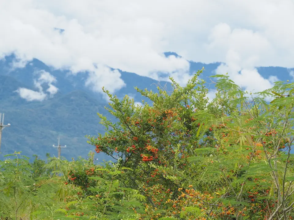 Taiwan Firethorn (Pyracantha koidzumii)