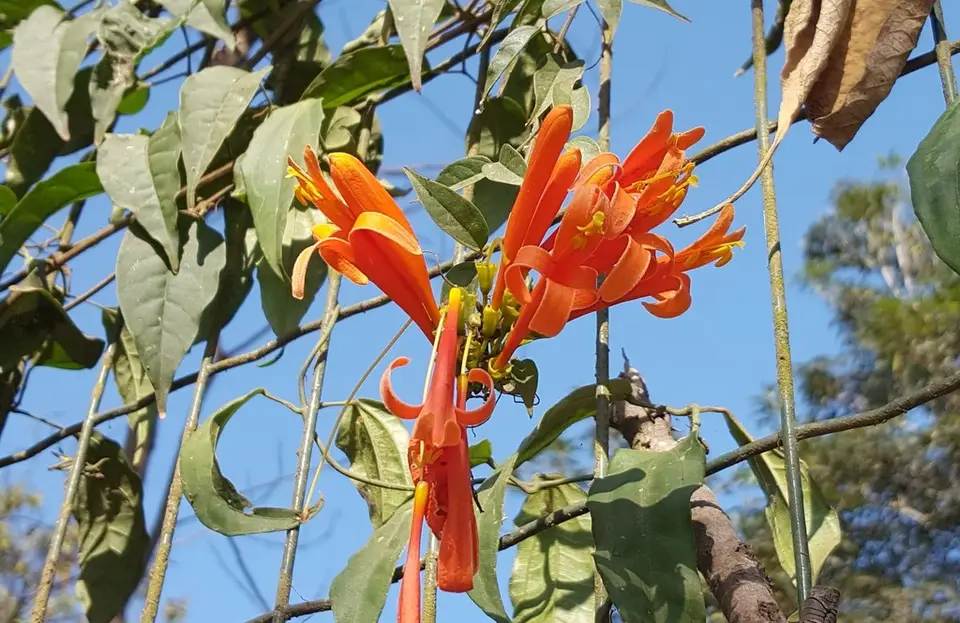 Flame Vine (Pyrostegia venusta)