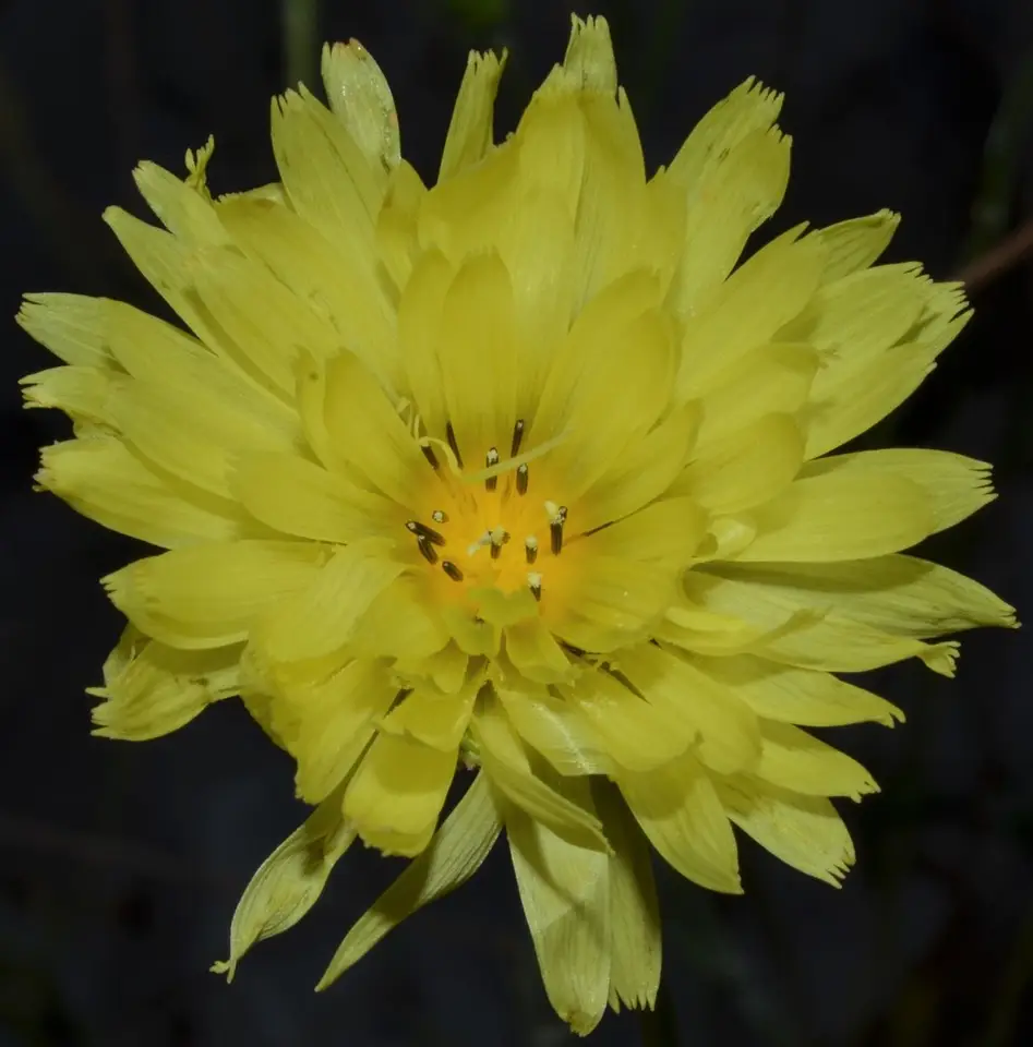 Carolina Desert-Chicory (Pyrrhopappus carolinianus)