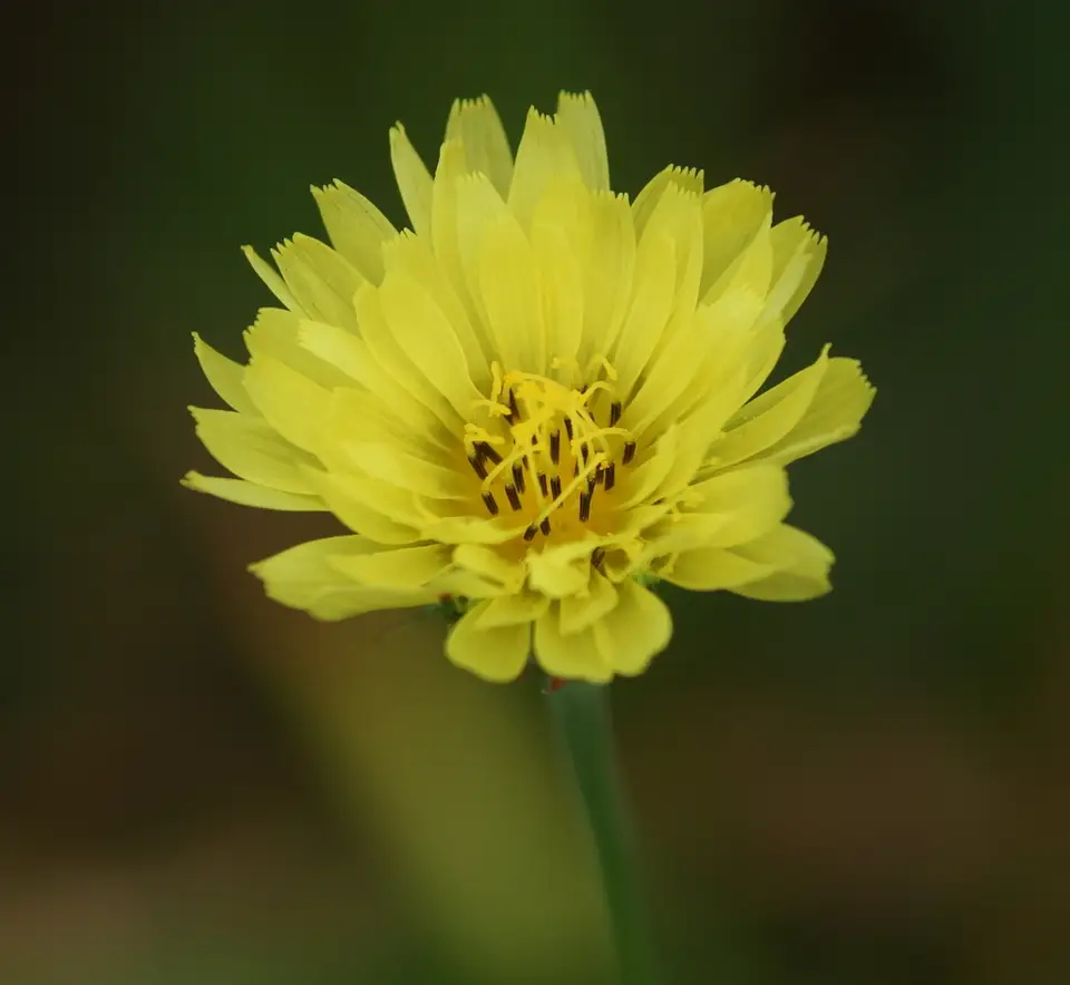 Smallflower Desert-Chicory (Pyrrhopappus pauciflorus)